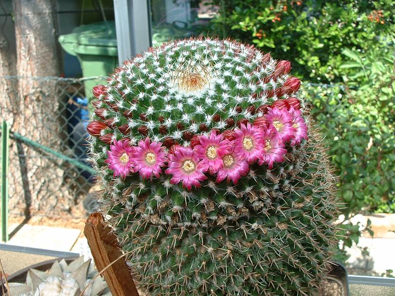 Mammillaria spec..JPG